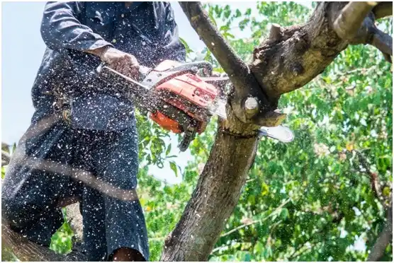 tree services Fremont